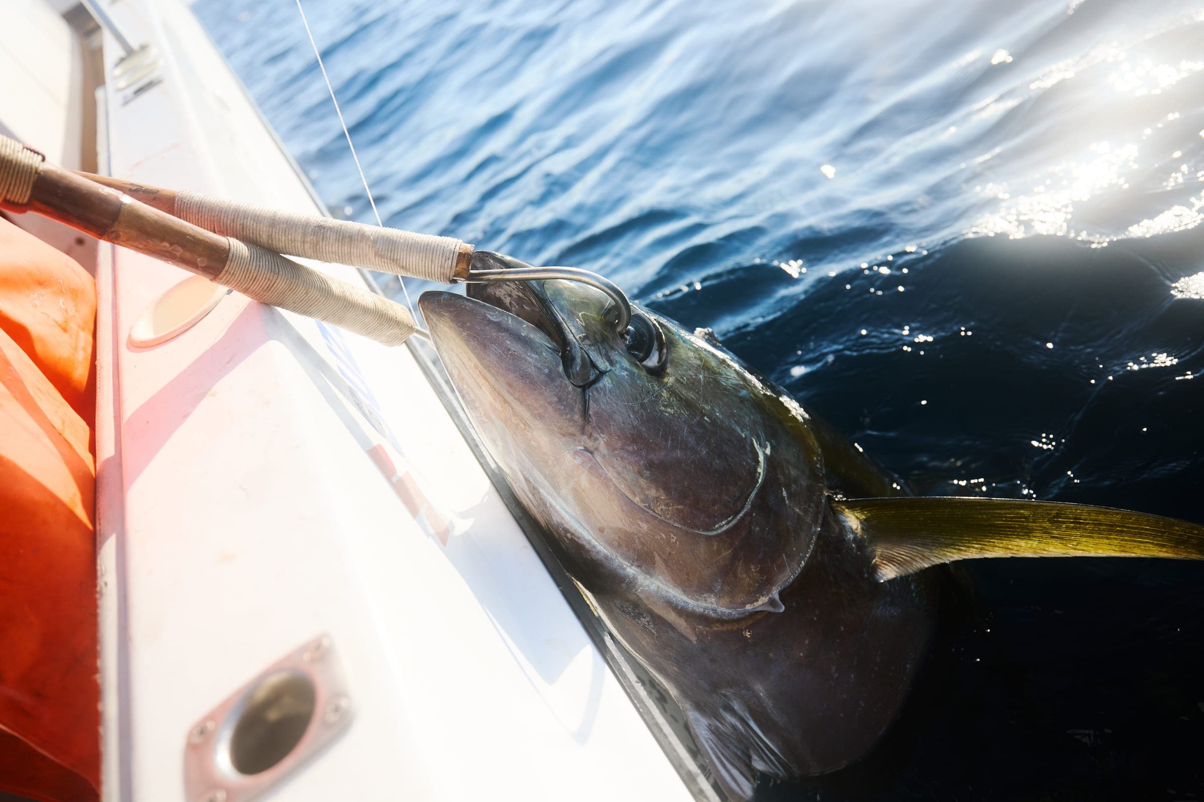 A yellowfin tuna at the gunwale, held on a gaff at the surface.