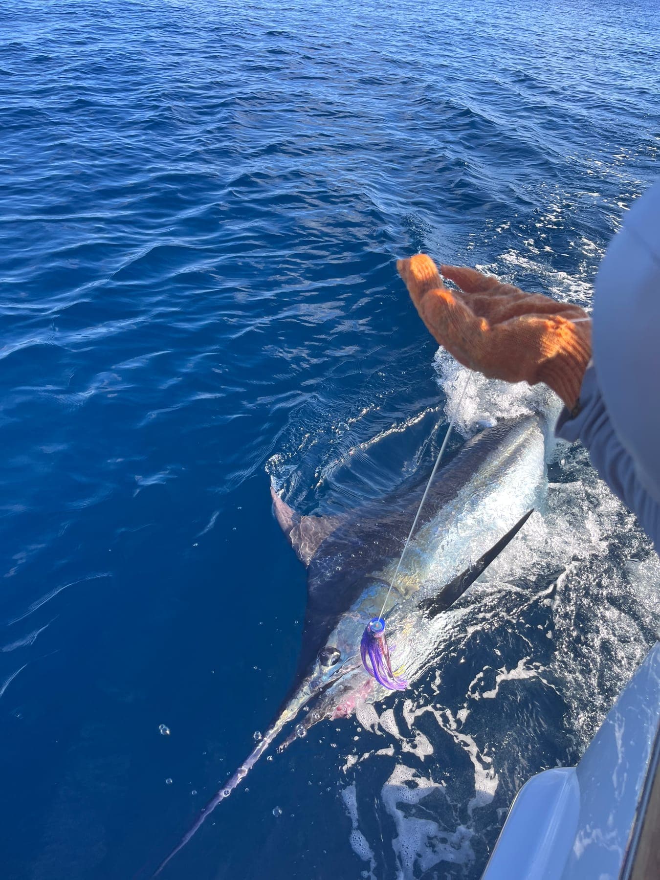 A billfish alongside the boat in deep blue water, lure in its jaw.