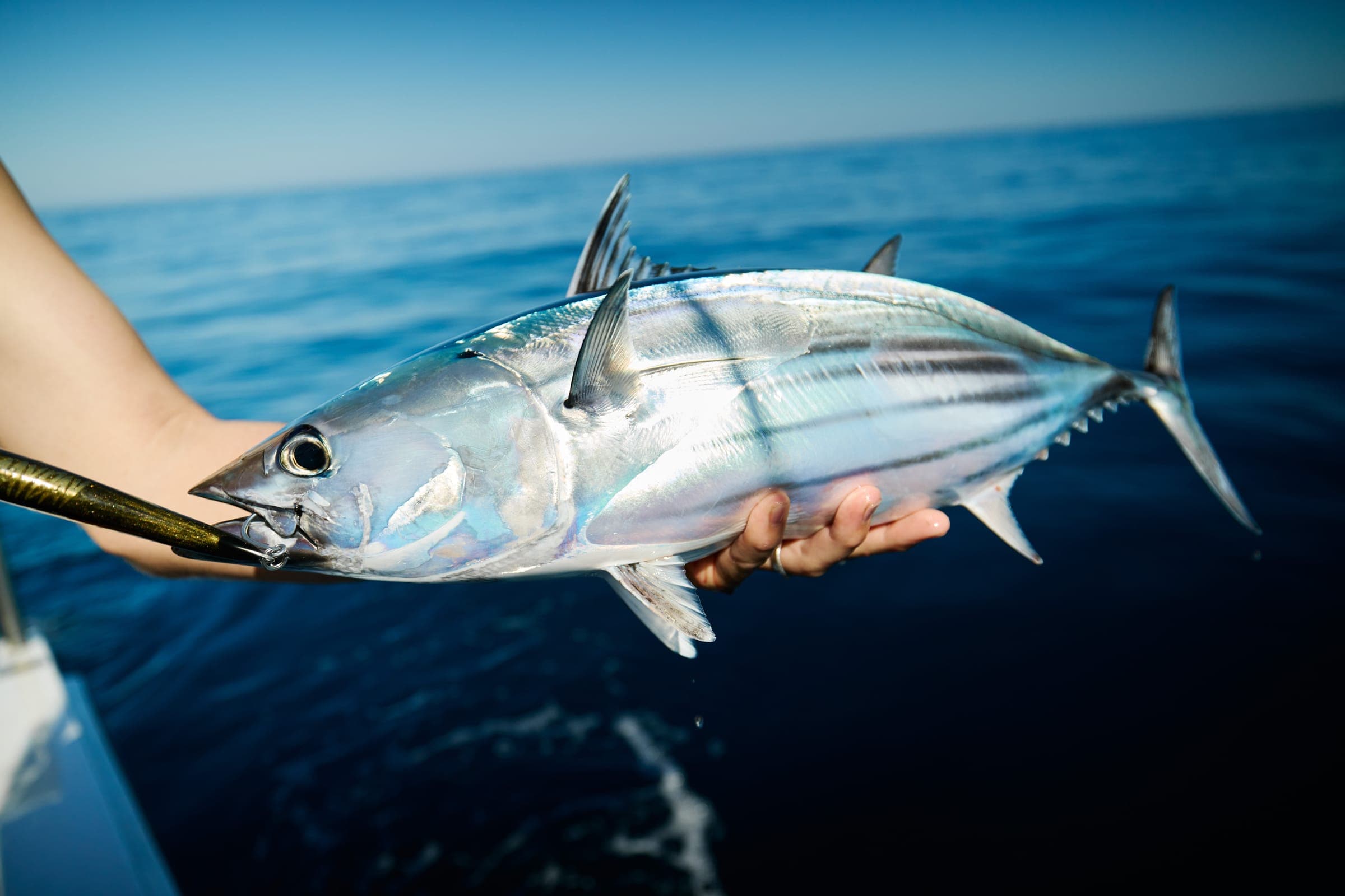A skipjack tuna held over the water at the rail, moments before release.