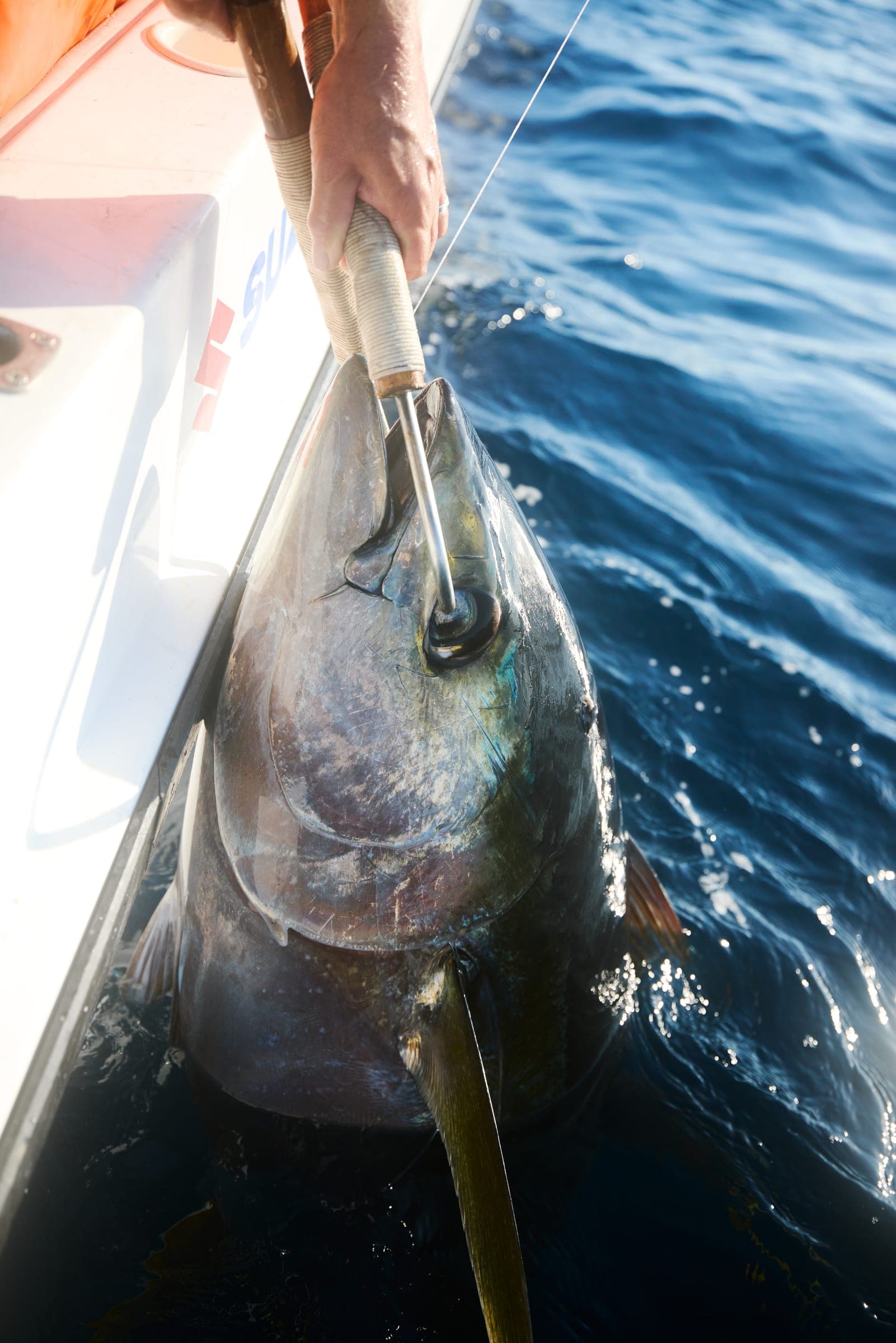 A yellowfin tuna brought alongside the hull, still in the water, before being taken aboard.