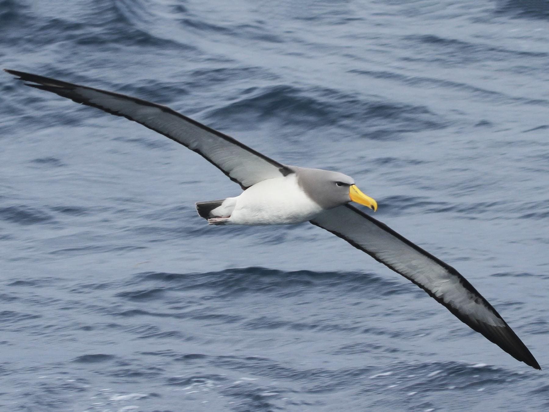 An albatross gliding low over open swell with wings fully extended, showing its grey head and yellow bill.